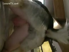 Dog goes balls deep in his slutty owners backdoor